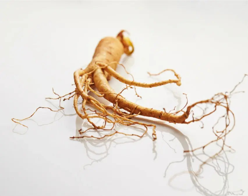 Ginseng